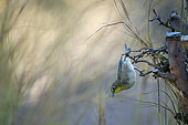 Orange River white-eye (Zosterops pallidus) at Augrabies Falls National Park, Northern Cape. South Africa.
