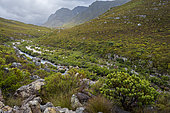 The Palmiet River flowing through Kogelberg Nature Reserve, part of the Kogelberg Biosphere Reserve,. Overberg. Western Cape. South Africa.