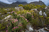 Pink everlasting, pink strawflower, Cape everlasting (Phaenocoma prolifera) at Kogelberg Nature Reserve. Overberg. Western Cape. South Africa.