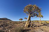 Quiver tree or kokerboom (Aloidendron dichotomum, prev. Aloe dichotoma). Gannabos, near Nieuwoudtville. Northern Cape. South Africa.