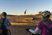 eBikers or mountain bikers viewing a South African giraffe or Cape giraffe (Giraffa giraffa) at Augrabies Falls National Park, Northern Cape. South Africa.