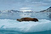 Jeune morse (Odobenus rosmarus) endormi sur la glace flottante, Spitzberg, Archipel du Svalbard