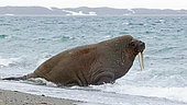 Morse (Odobenus rosmarus) en train d'entrer dans l'eau au Spitzberg, Archipel du Svalbard