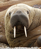 Portrait of a young walrus (Odobenus rosmarus) in Spitsbergen, Svalbard Archipelago