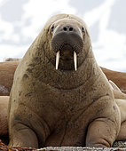 Portrait of a young walrus (Odobenus rosmarus) in Spitsbergen, Svalbard Archipelago