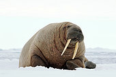 Walrus (Odobenus rosmarus) asleep resting on floating ice in Spitsbergen, Svalbard Archipelago -June