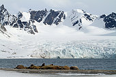 Walrus colony (Odobenus rosmarus) resting on the shore in Spitsbergen, Svalbard Archipelago