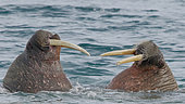 Walruses (Odobenus rosmarus) playing in the water in Spitsbergen, Svalbard Archipelago