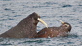 Walruses (Odobenus rosmarus) playing in the water in Spitsbergen, Svalbard Archipelago