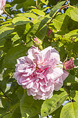 Rose 'Domaine de Courson', Rosa 'Domaine de Courson', Breeder: Meilland (FRA) 1996, flower