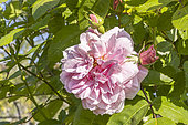 Rose 'Domaine de Courson', Rosa 'Domaine de Courson', Breeder: Meilland (FRA) 1996, flower