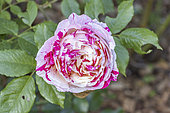 Rose 'Scentimental', Rosa 'Scentimental', Breeder: Carruth (USA) 1996, flower