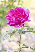 Rose 'Line Renaud', Rosa 'Line Renaud', Breeder: Meilland (FRA) 2007, flower