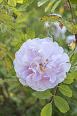 Rose 'Martin Frobiisher', Rosa 'Martin Frobiisher', Breeder : Svejda 'CAN) 1968, flower