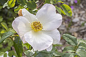 Rose 'Sally Holmes', Rosa 'Sally Holmes', Breeder : Holmes 1976, flower