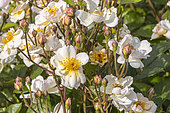Rose 'Trier', Rosa 'Trier', Breeder : Lambert (ALL) 1904, flowers