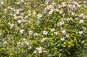 Rose 'Trier', Rosa 'Trier', Breeder : Lambert (ALL) 1904, flowers