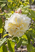 Rose 'Céline Forestier', Rosa 'Céline Forestier', Breeder : Trouillard (FRA) 1842, flower