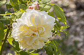Rose 'Céline Forestier', Rosa 'Céline Forestier', Breeder : Trouillard (FRA) 1842, flower
