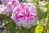 Rose 'Enfant de France', Rosa 'Enfant de France', Breeder : Lartay (FRA) 1860, flowers