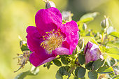 Scotch rose 'Single Cherry', Rosa spinosissima 'Single Cherry', flower