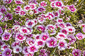 Sweet William 'Festival Cherry Picotee', Dianthus interspécifique 'Festival Cherry Picotee', flowers