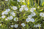 Sweet William 'Festival White', Dianthus interspécifique 'Festival White', flowers