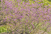Pink-flowered indigo, Indigofera himalayensis 'Silk Road', in bloom