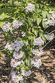 Kolkwitzia 'Pink Cloud', Kolkwitzia amabilis 'Pink Cloud', in bloom