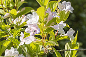 Weigela hortensis, flowers