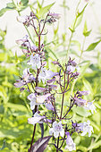 Beard-tongue 'Mystica', Penstemon digitalis 'Mystica', flowers