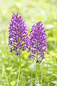 Pyramidal orchid, Anacamptis pyramidalis, flowers