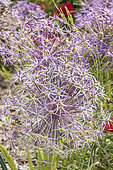 Ornamental onion, Allium cristophii, flowers