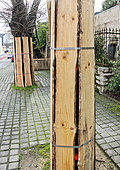 Trees surrounded by wooden planks as protection in an urban construction zone, Le Mans, Sarthe, France