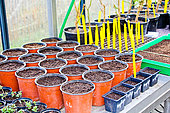 Bell pepper seedling in pot, Arche de la nature, Le Mans, Sarthe, France