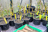 Potted bell pepper plants, Arche de la nature, Le Mans, Sarthe, France