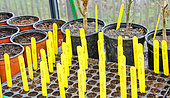 Greenhouse plants of chillies, peppers, etc., Arche la nature, Le Mans, Sarthe, France