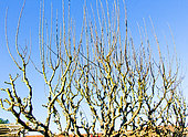 Unpruned pear trees at the end of winter, Sarthe, France