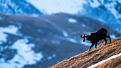 Chamois (Rupicapra rupicapra) walking in the grass on the mountain. Alps, Austria.