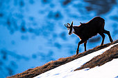 Chamois walking in the grass on the mountain. Alps, Austria.