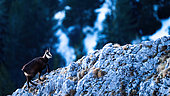 Chamois (Rupicapra rupicapra) walking on rocks high up in the mountains. Alps, Austria.