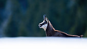 Chamois (Rupicapra rupicapra) calling in the snow up on the mountain. Alps, Austria.