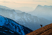 Chamois (Rupicapra rupicapra) standing in the grass on the mountain. Alps, Austria.