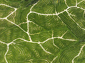 Cultivated orange trees (Citrus sinensis) and network of agricultural roads. Aerial view. Drone shot. Huelva province, Andalusia, Spain.