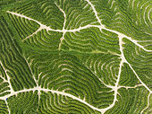 Cultivated orange trees (Citrus sinensis) and network of agricultural roads. Aerial view. Drone shot. Huelva province, Andalusia, Spain.