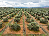 Cultivated olive trees (Olea europaea). Aerial view. Drone shot. Jaén province, Andalusia, Spain.