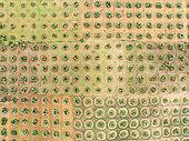 Cultivated olive trees (Olea europaea). Aerial view. Drone shot. Jaén province, Andalusia, Spain.
