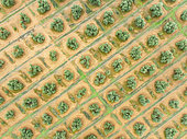 Cultivated olive trees (Olea europaea). Aerial view. Drone shot. Jaén province, Andalusia, Spain.