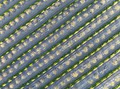 Rows of cultivated almond trees (Prunus dulcis) in the Campiña Cordobesa, the fertile rural area south of the town of Córdoba. Aerial view. Drone shot. Córdoba province, Andalusia, Spain.