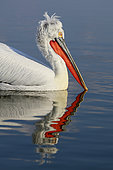 Dalmatian pelican (Pelecanus crispus) and its reflection on the water. Lake Kerkini. Greece